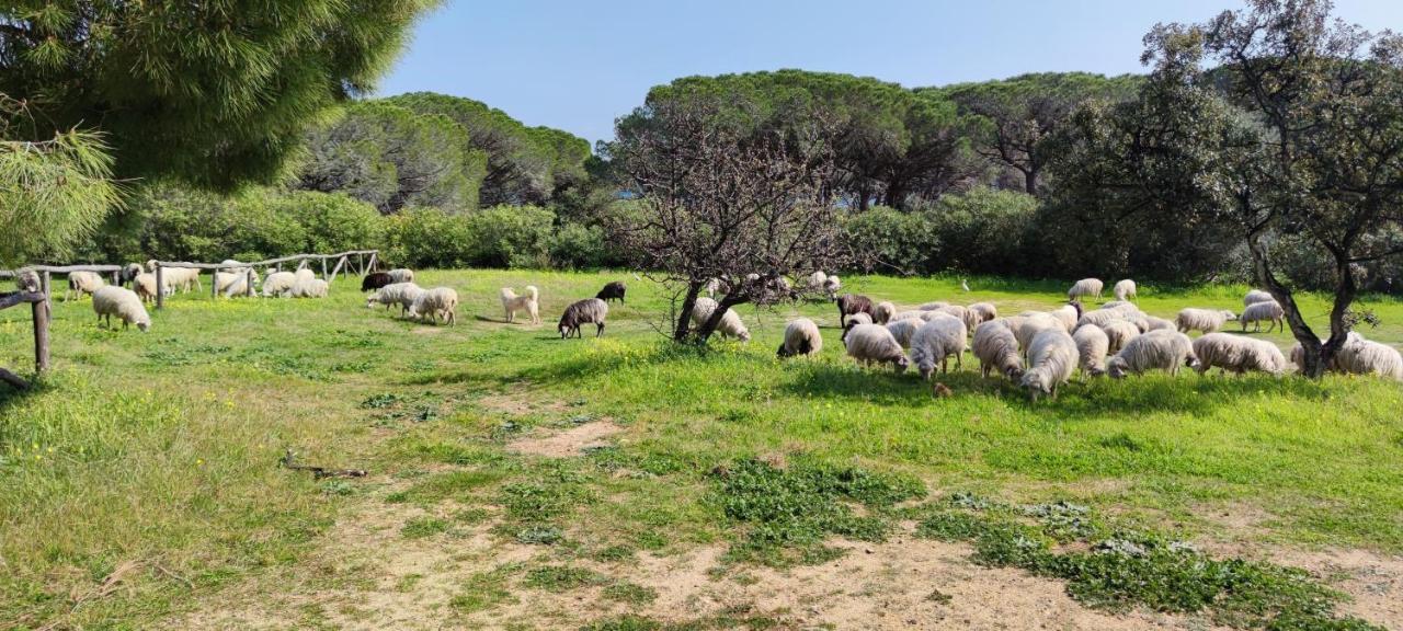Maison de vacances Sardaigne Budoni Extérieur photo